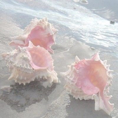 custom complex seashell necklace (light orange, light pink)