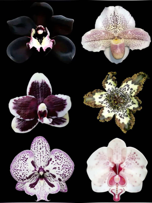 custom orchid bracelet