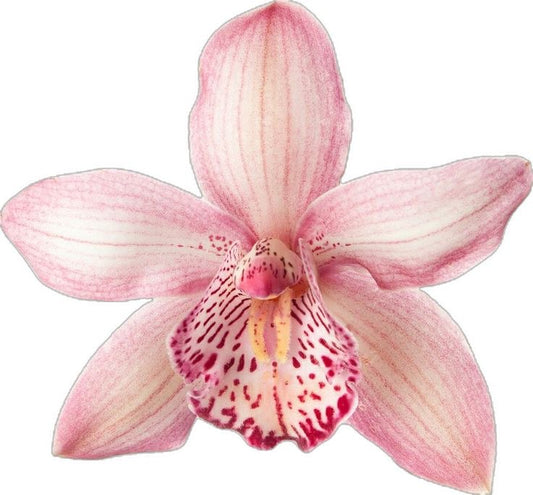 custom orchid keychain + phonecharm set