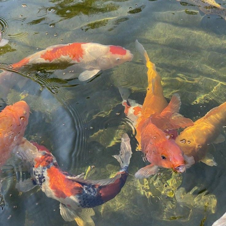 custom koi fish bracelet